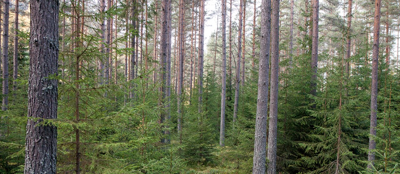 Mer Gammel Skog Og Død Ved - Nibio